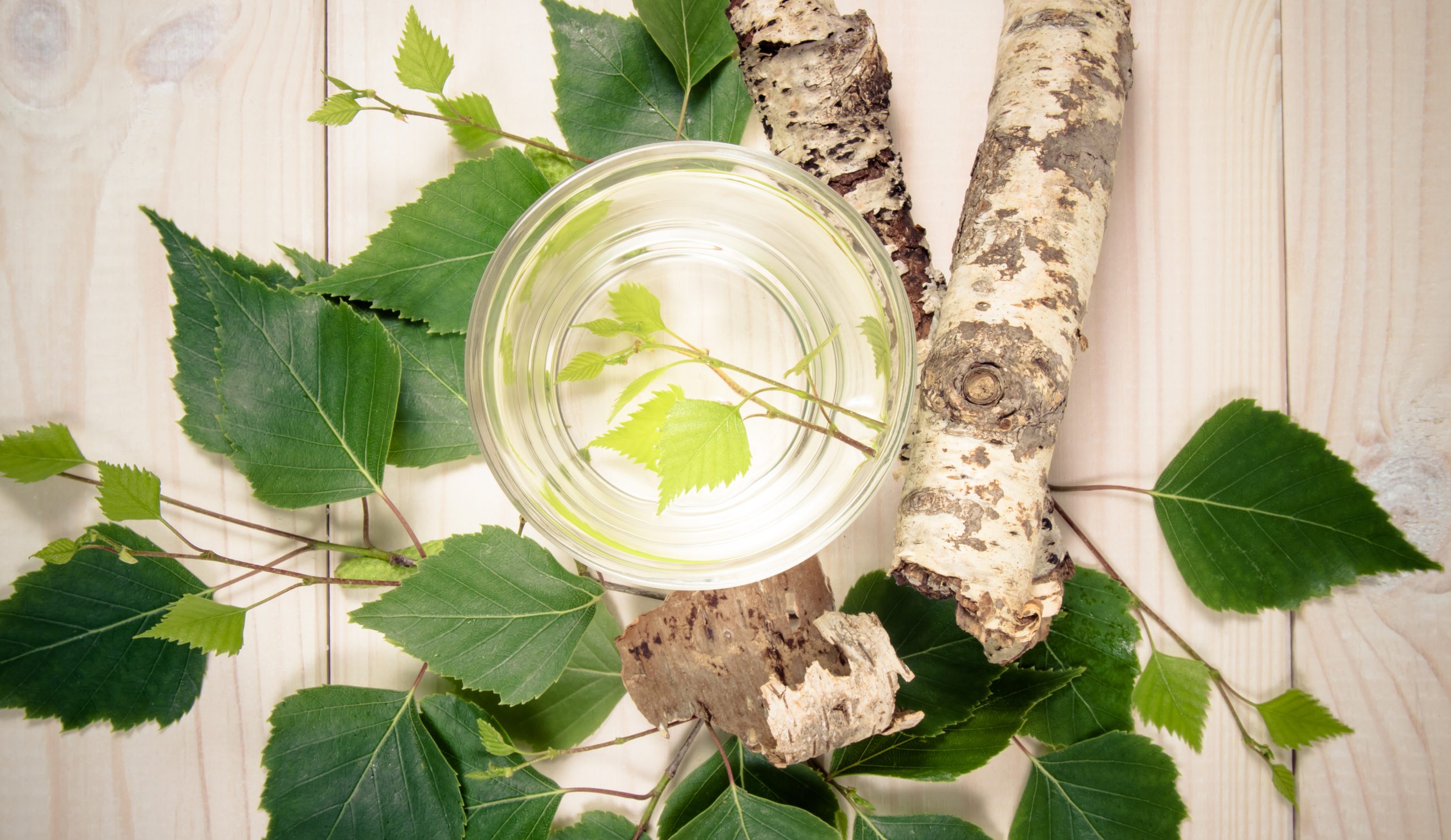 Sève de bouleau : la cure détox naturelle du printemps